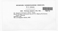 Claviceps purpurea image